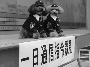 トイプードル警察犬