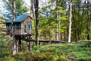 The Tiny Fern Forest Treehouse