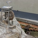 体重計の下で涼むニホンザル,上野動物園