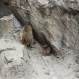 日陰になっているサル山の陰にいる親子ニホンザル,上野動物園