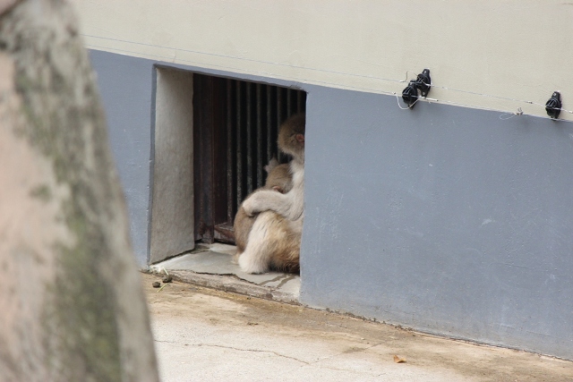 上野動物園