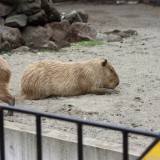 アマゾン川流域に多く生息するカピバラも暑さでダウン!?,上野動物園