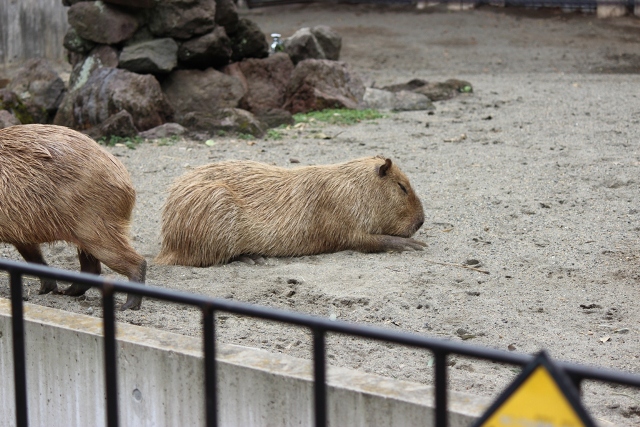 アマゾン川流域に多く生息するカピバラも暑さでダウン!?,上野動物園