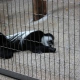 赤道直下に多く生息するアビシニアコロブスも夏バテ？,上野動物園