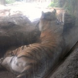 上野動物園