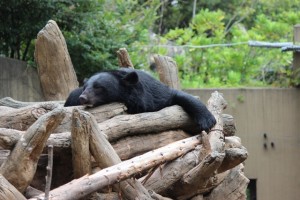 グッタリするクマ。猛暑のせいで夏バテ!?,上野動物園