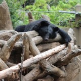 ツキノワグマもグッタリ…,上野動物園