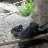 暑さに参っている親ゴリラと、活発な子ゴリラ,上野動物園