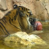 凍らせた餌を食べるトラ,上野動物園