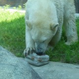 氷をもらったホッキョクグマ,上野動物園