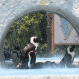 水のシャワーを浴びるケープペンギン,上野動物園