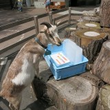 ヤギのもとに届いた氷の暑中見舞い,上野動物園