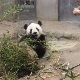 冷房の効いた部屋で快適にすごすリーリーとシンシン,上野動物園