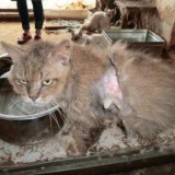 【多頭飼育崩壊】地獄に取り残された50匹超の衰弱した猫たち