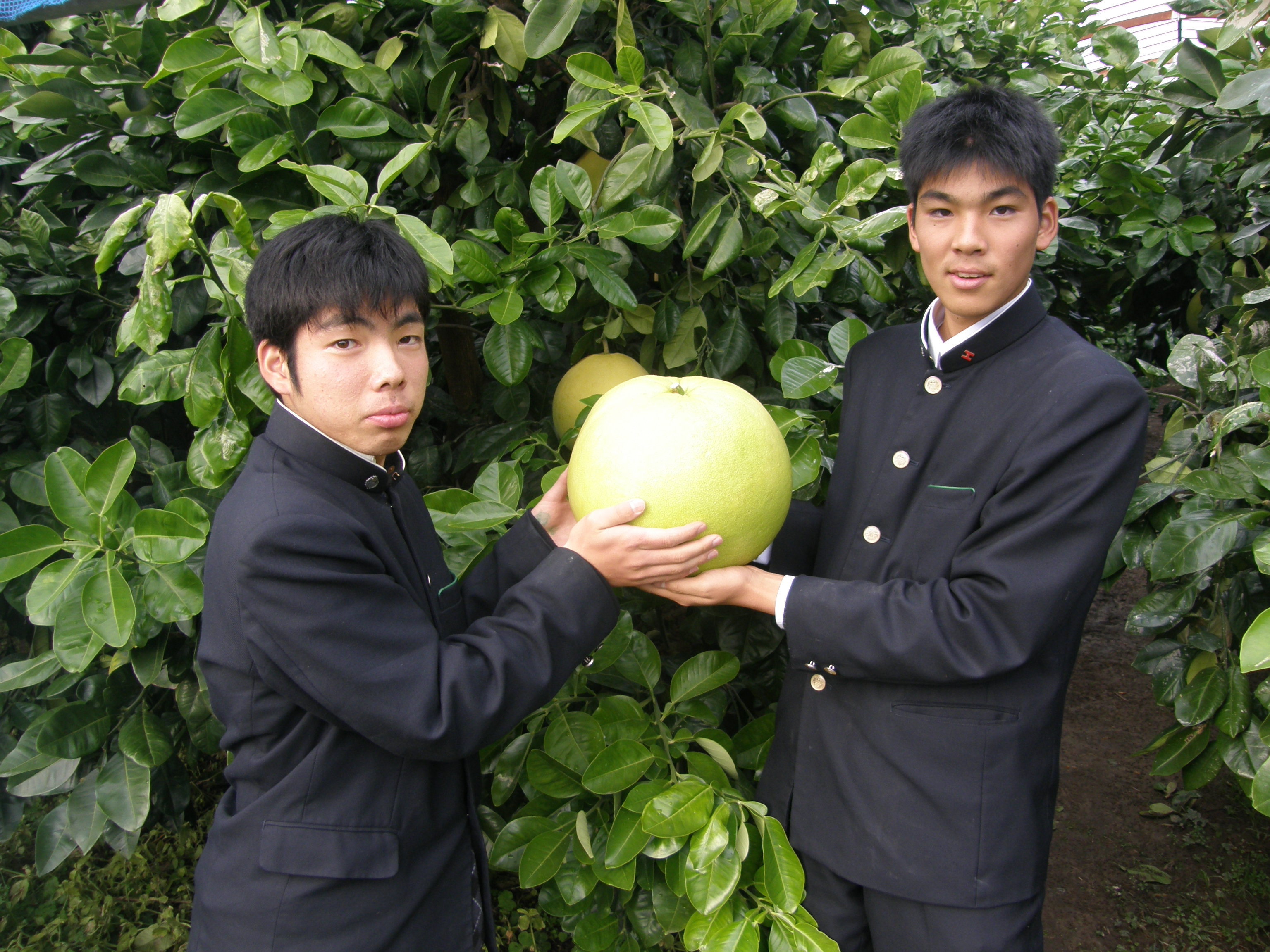 最も重いザボン