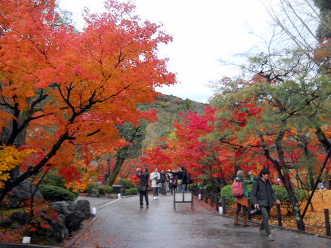 日本の紅葉