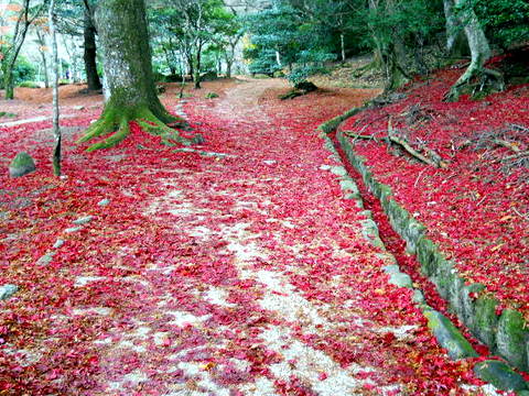 近所の公園などの紅葉＆落ち葉