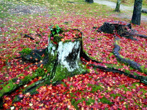 近所の公園などの紅葉＆落ち葉