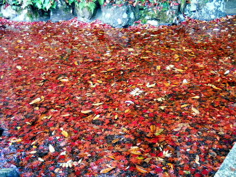 近所の公園などの紅葉＆落ち葉