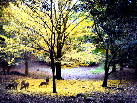 奈良公園