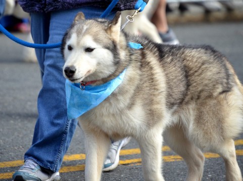 愛犬＆愛猫家たちの（爆）マウンティング事情