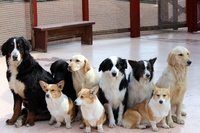 「香ばしいペット・マウンティング現場」芸能界有数の愛犬家・掟ポルシェが語る