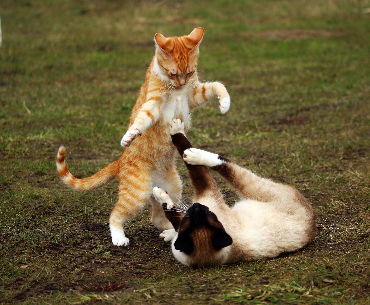 愛犬＆愛猫家たちの（爆）マウンティング事情