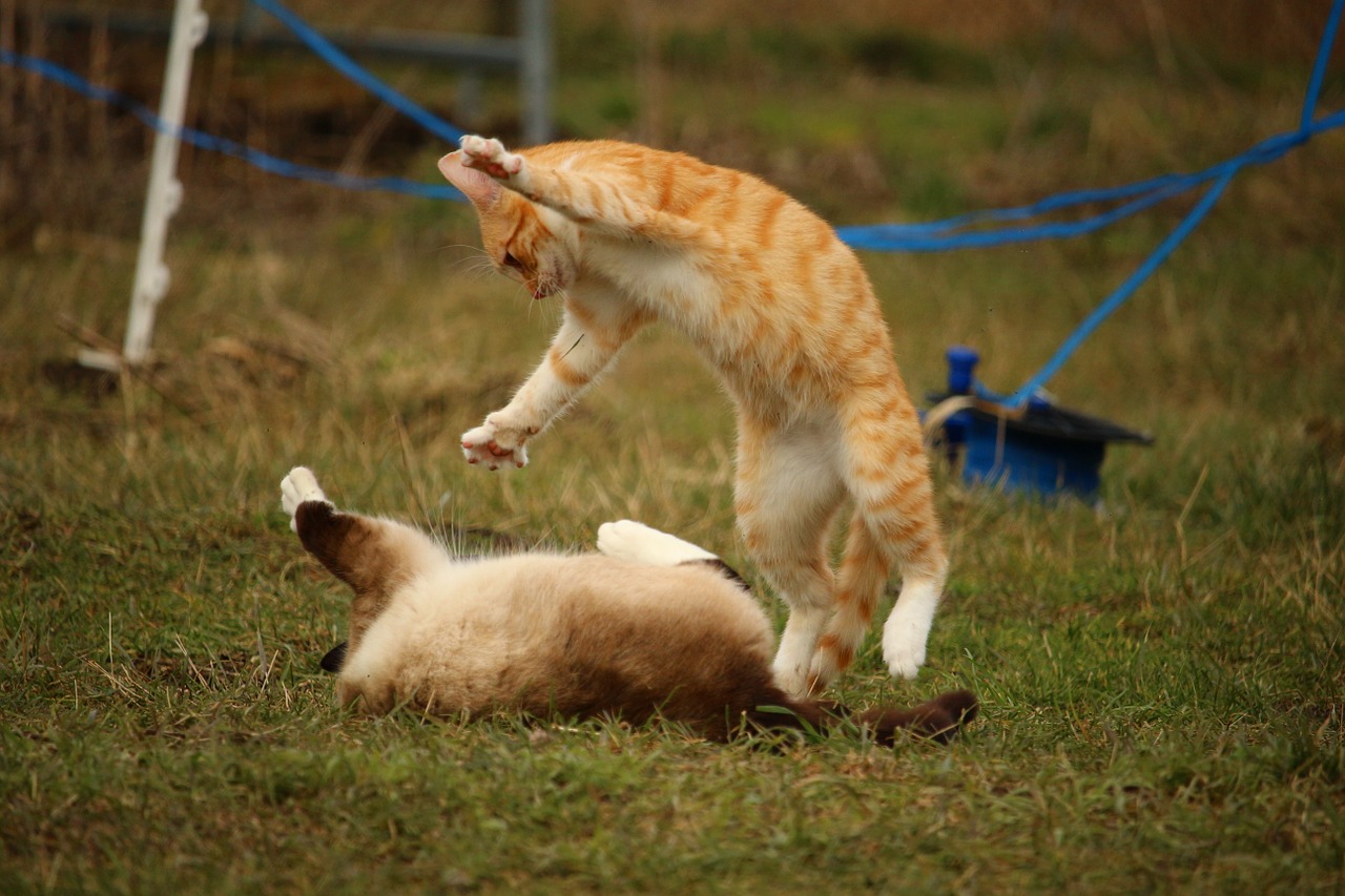 愛犬＆愛猫家たちの（爆）マウンティング事情