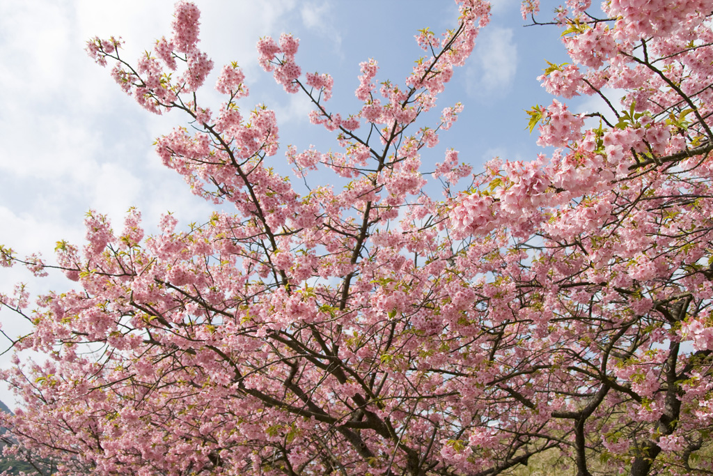 桜と日本人