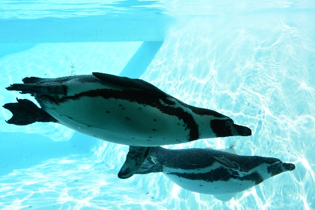 蛇、ハリネズミ、猿…都内のアニマルカフェが“動物園を開けるレベル”で増殖していた！