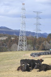 ［原発20km圏内］に残された動物たち