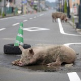 ［原発20km圏内］に残された動物たち