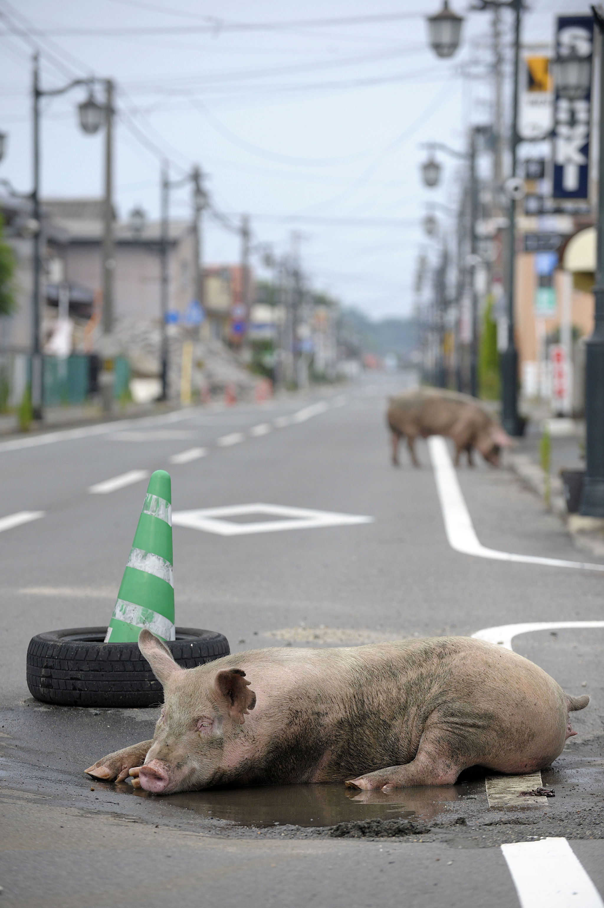 ［原発20km圏内］に残された動物たち