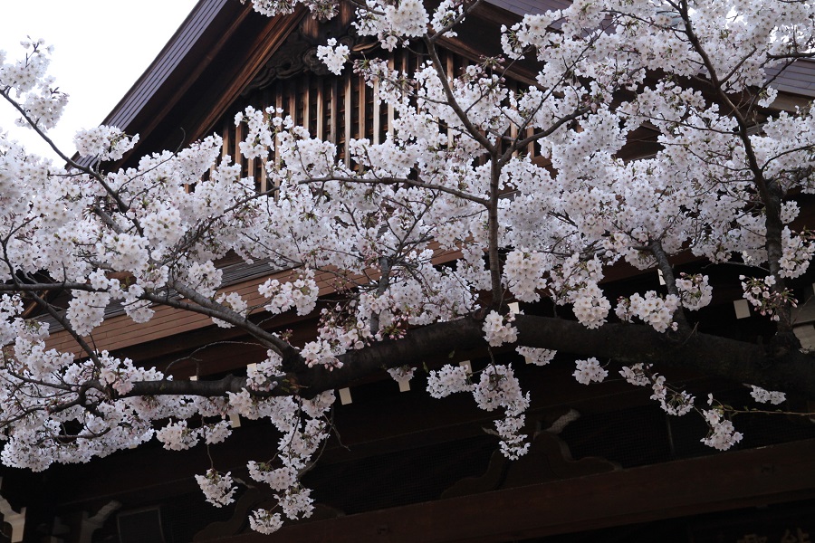 靖国神社の桜（縮小）