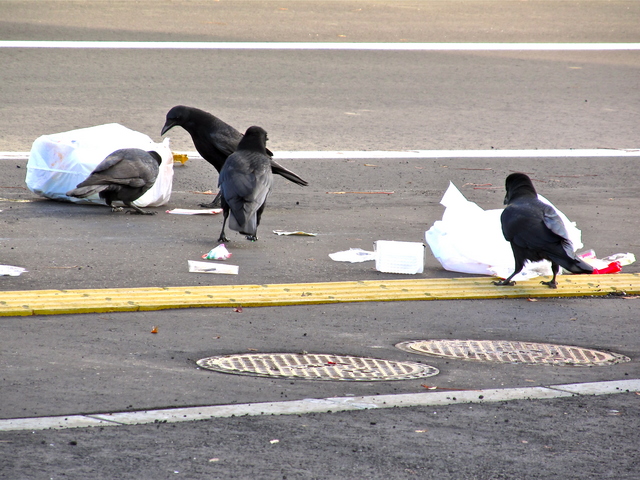 ゴミ捨て場のカラス