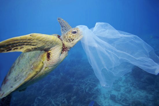 世界的［プラスチック海洋汚染］の実態