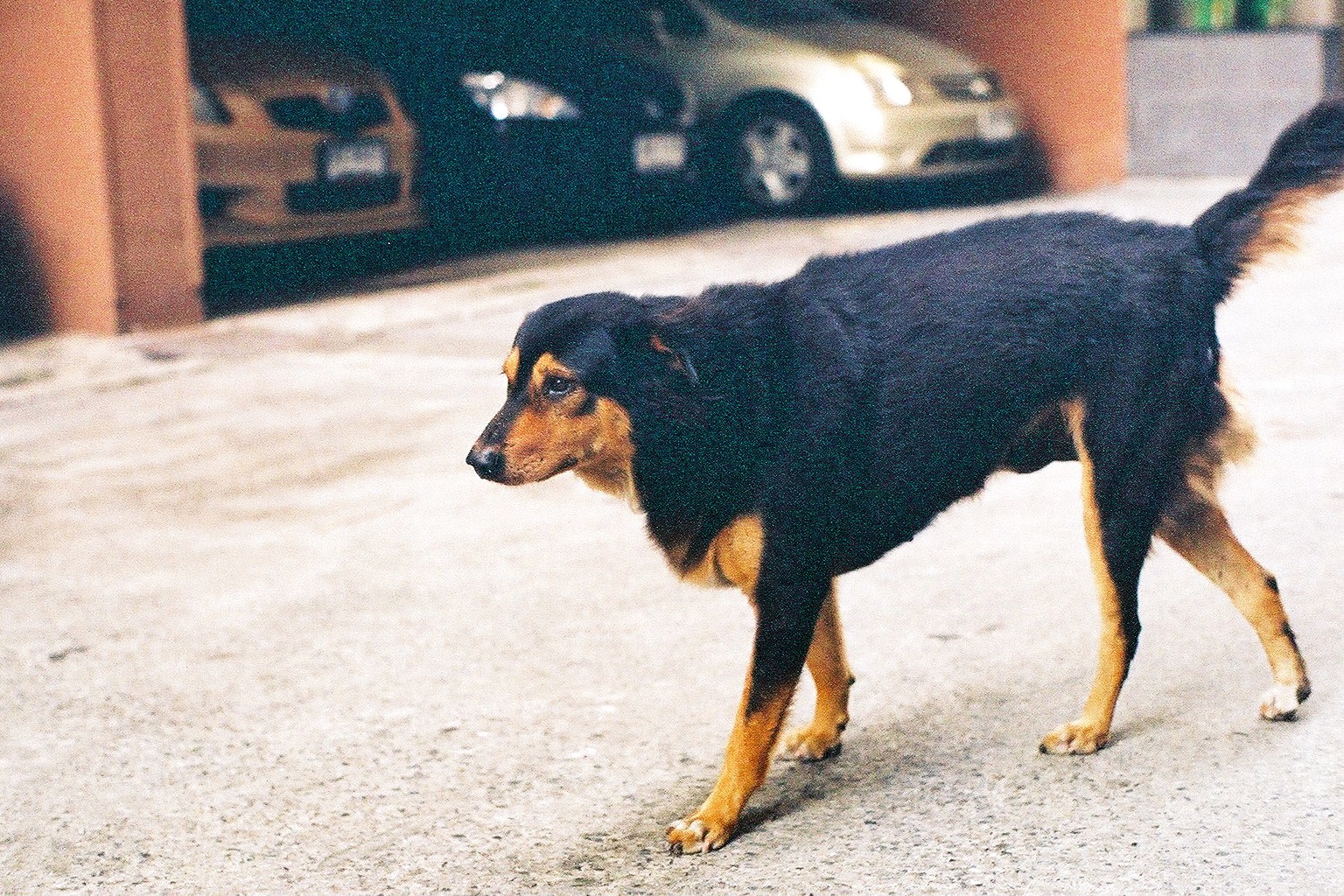 野良犬