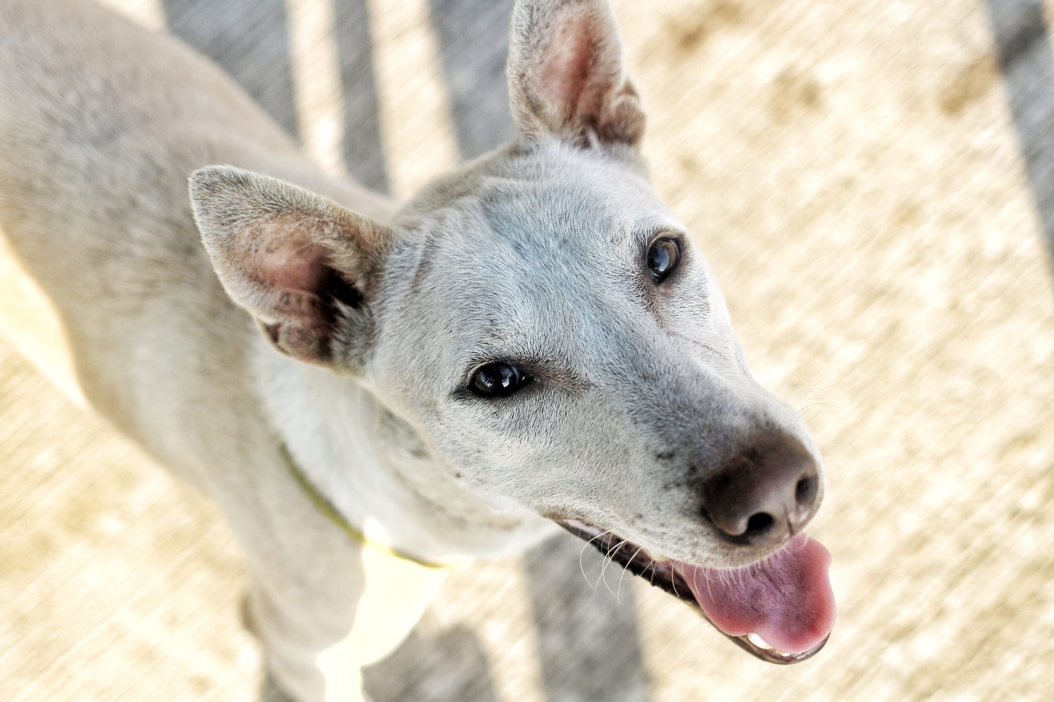 野良犬