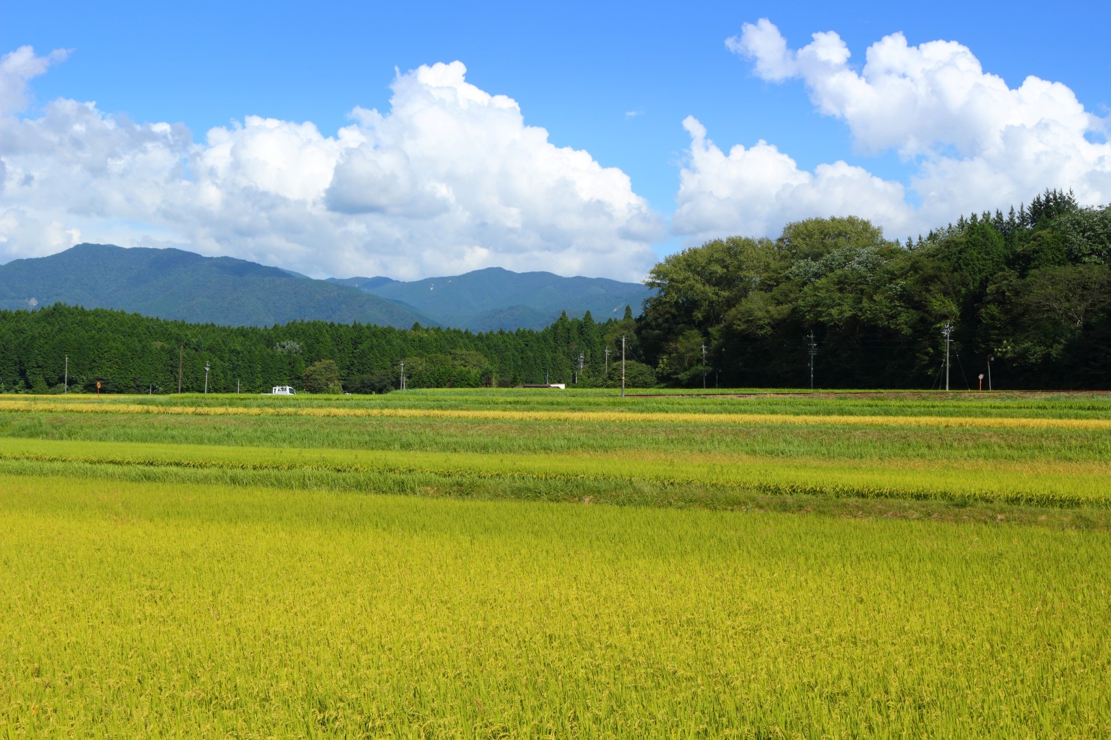 田んぼ (Large)