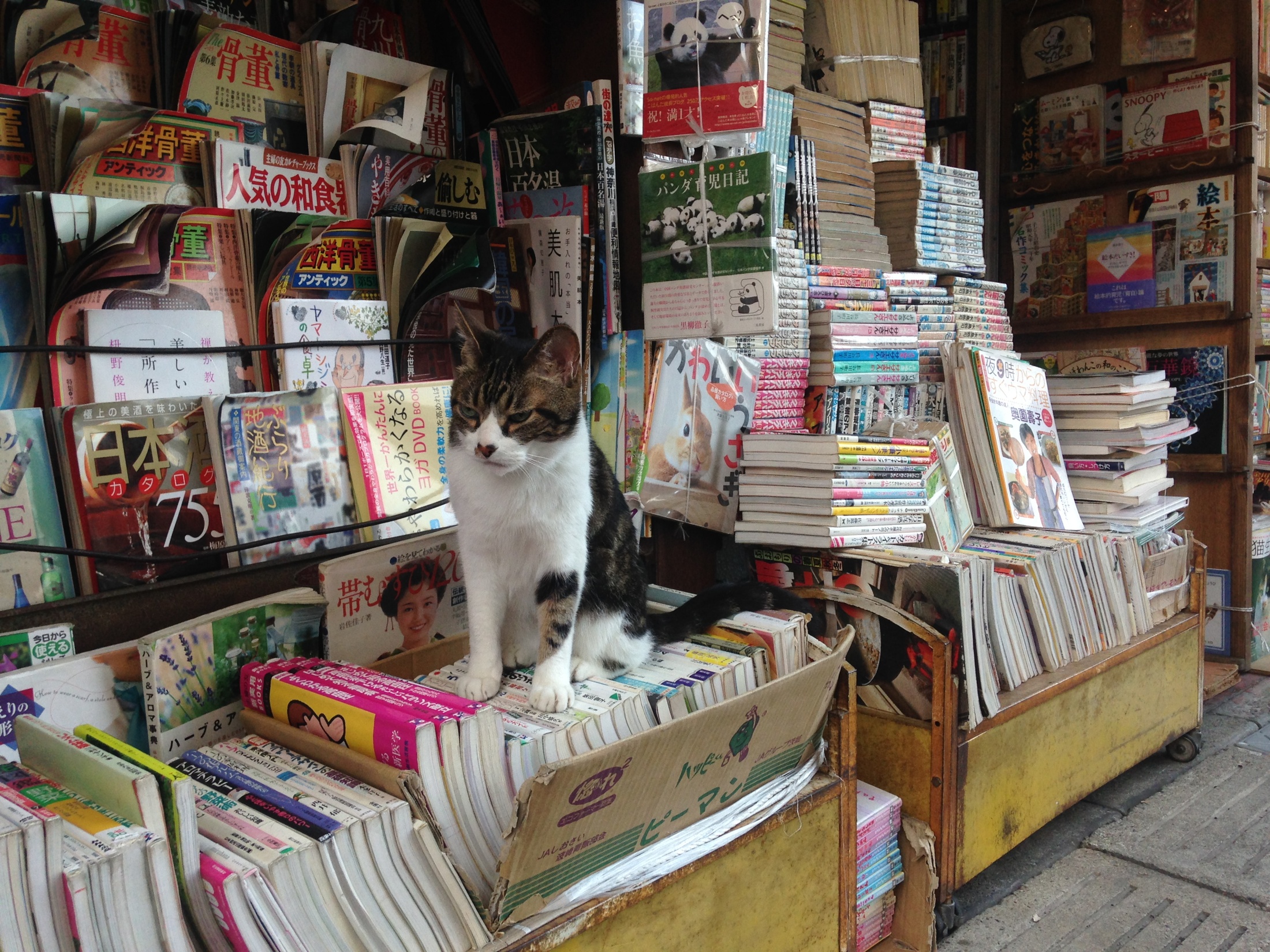 猫店長のコッコ