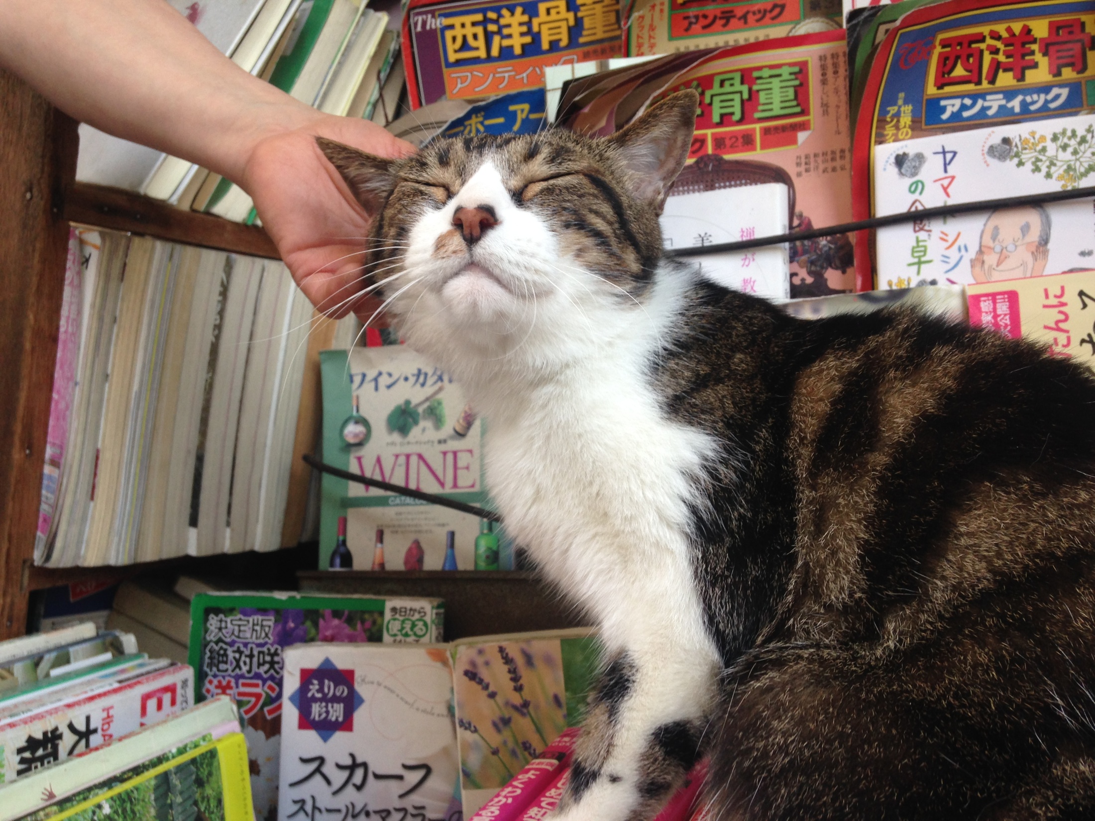 本の上で過ごす猫店長