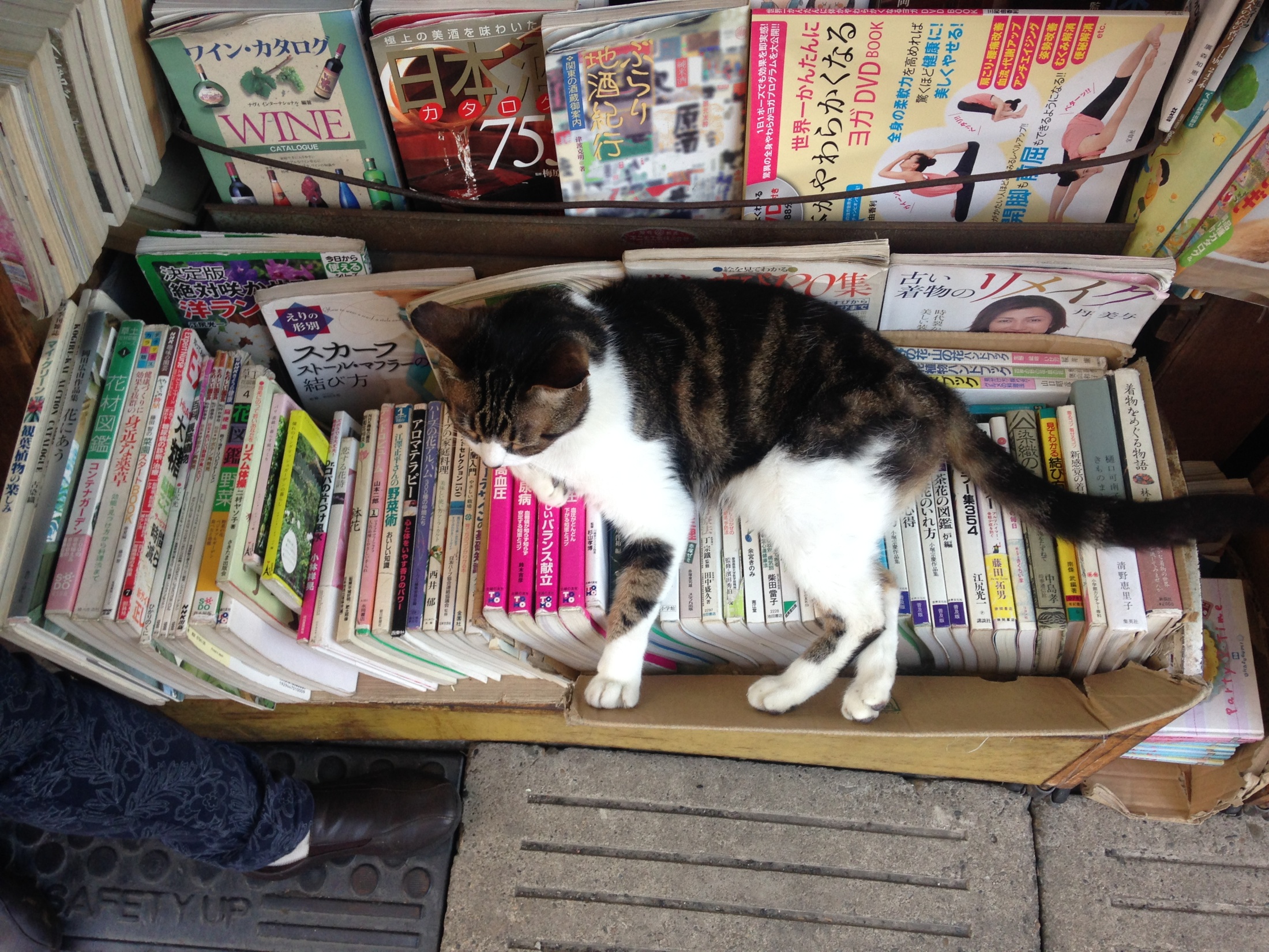 本の上で過ごす猫店長