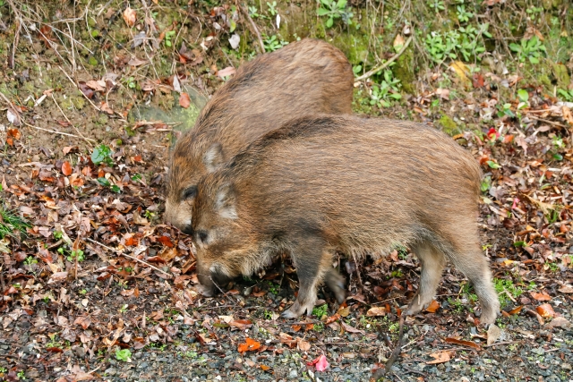 イノシシ