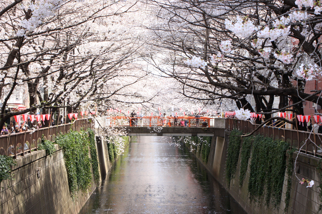 春の目黒川