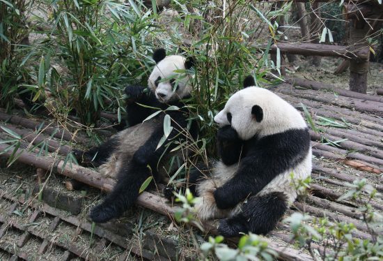 成都パンダ基地