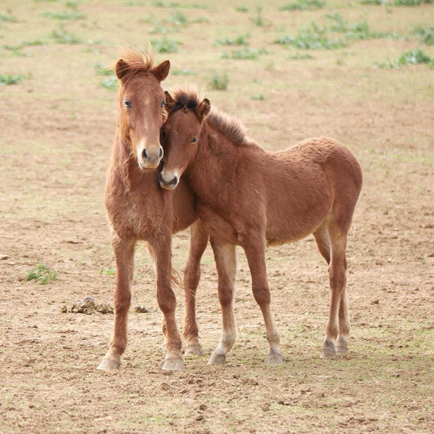 元気な子馬