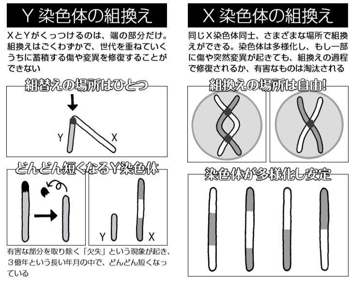 染色体組換え