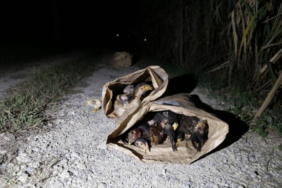 鶏のヒナが袋詰めで捨てられていた