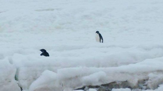 南極ペンギン