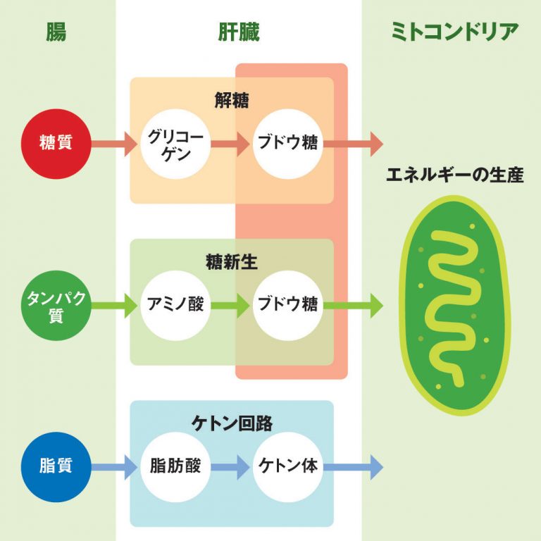 糖質から脂質へ